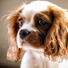 Buty rowerowe MTB męskie Giro Sector light sharkskin