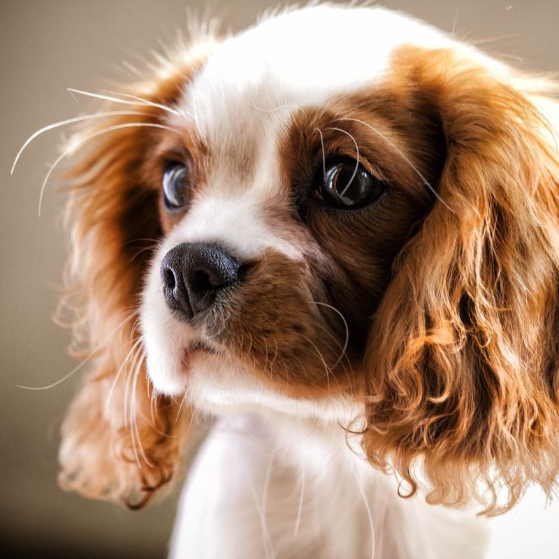 Buty rowerowe MTB męskie Giro Sector light sharkskin