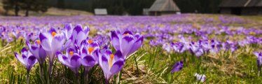 Gdzie jechać w góry wiosną? 5 pomysłów na wiosenną wycieczkę w góry