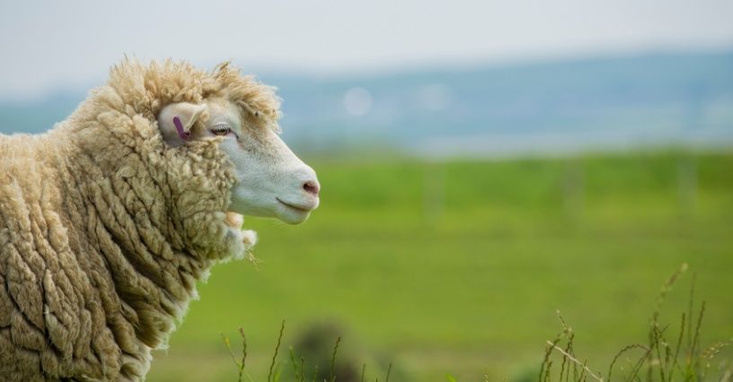 Wełna merino – co to jest, jakie ma właściwości i jak ją pielęgnować